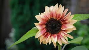 Tanaman 'Bicara' Tapi Lo Nggak Dengar? April 2026 Akhir dari Tanaman Hias Mati Mendadak